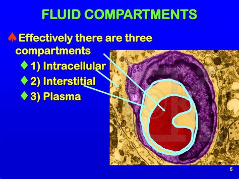 Ppt Advanced Physiology Fluid And Electrolytes Part 1 Instructor Terry