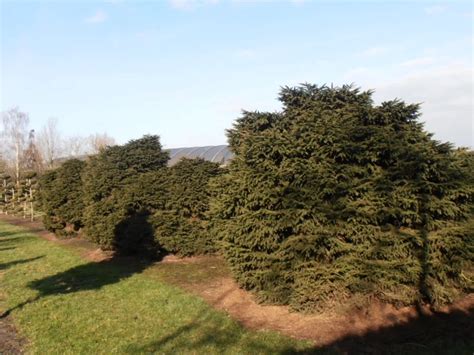 Picea Abies Nidiformis Pinaceae Van Den Berk Nurseries