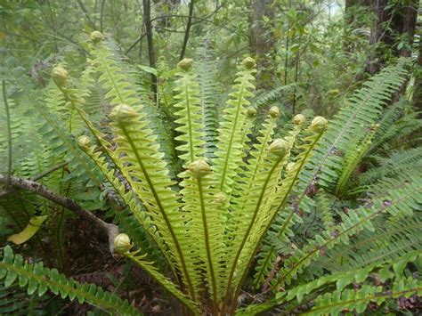 Still unexplored ... the Waipawa River North Arm - Napier Tramping Club