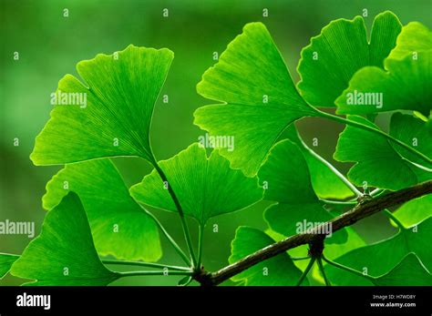 Ginkgo Ginkgo Biloba Leaves Netherlands Stock Photo Alamy