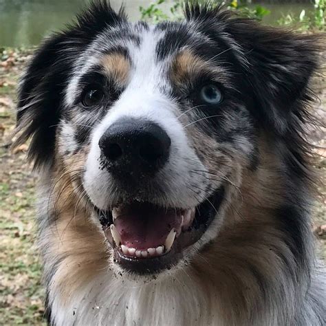 Meet Tackle My Australian Shepherd