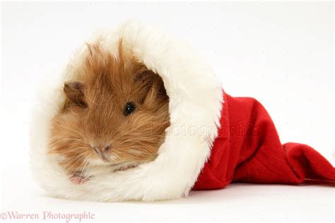 Guinea Pig In A Santa Hat Photo Wp