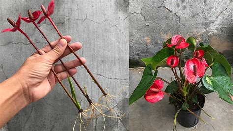 How To Propagate Anthurium Quickly With Flower Branches Youtube