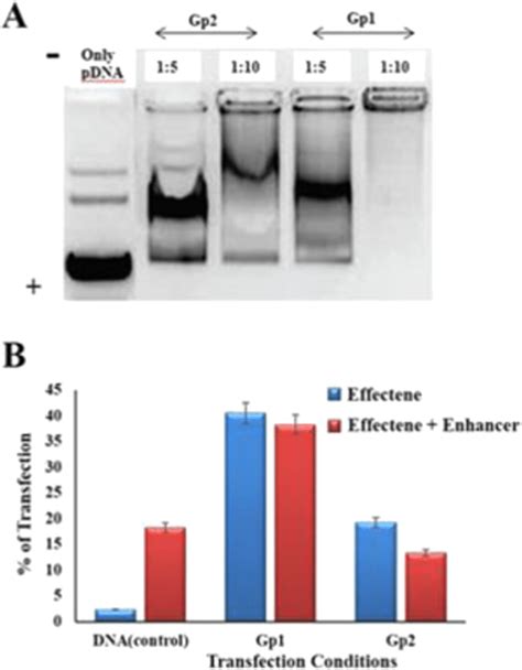 A Agarose Gel Electrophoresis Of Plasmid Dna Peptides 1 5 And 1 10 Download Scientific