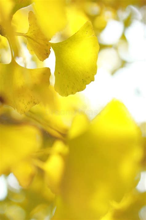 Ginkgo Leaves Stock Image Image Of Natural Plant Garden 16904129