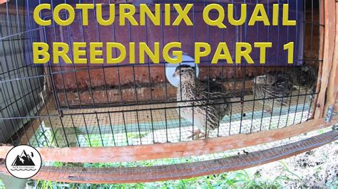 How To Breedraise Coturnix Quail Part 1 Youtube