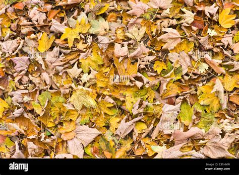 Copper Beech Fall Leaves Hi Res Stock Photography And Images Alamy