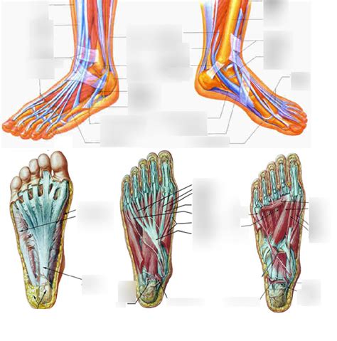 Foot Muscles 1 Diagram | Quizlet