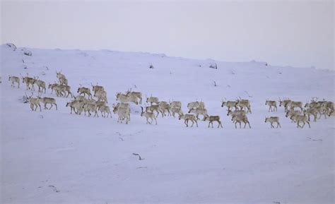 Un projet mené par les Inuits raconte lhistoire des liens entre les