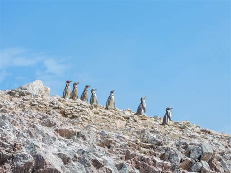 7 Reasons You Should Not Bypass Paracas Peru