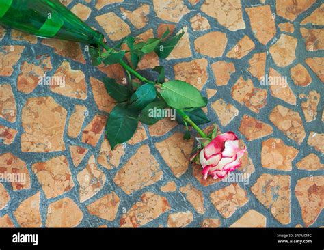 Rose Lying On The Floor Hi Res Stock Photography And Images Alamy