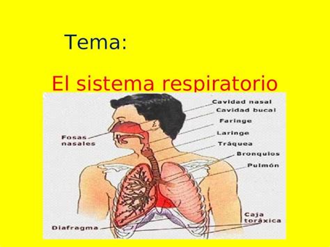 PPT Sistema Respiratorio DOKUMEN TIPS