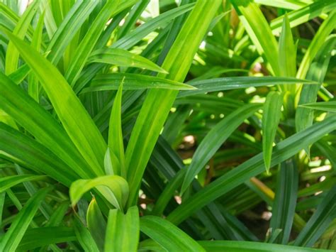 Pandan Leaves 8 Best Health Benefits Side Effects And Quick Recipes