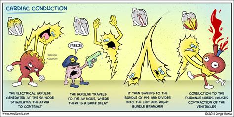 NREMT-B: Cardiac Conduction - MedComic.com