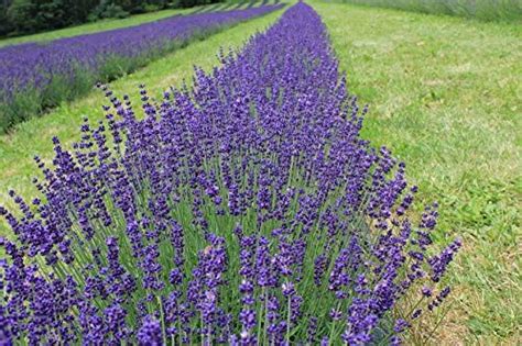 Ecco Come Coltivare La Lavanda Sia In Piena Terra Che In Vaso