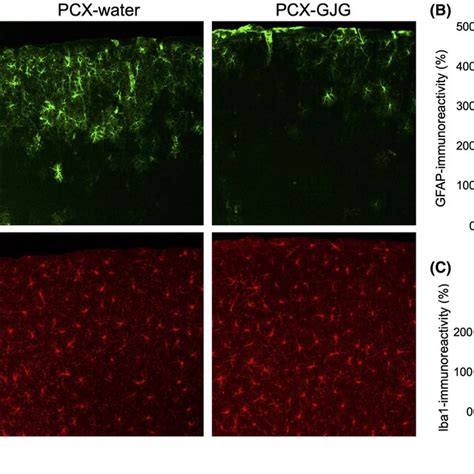 PCXevoked The Activation Of Astrocytes But Not Microglia In The S1