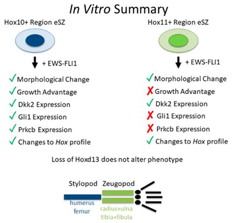 Cancers Special Issue Hox Genes In Cancer