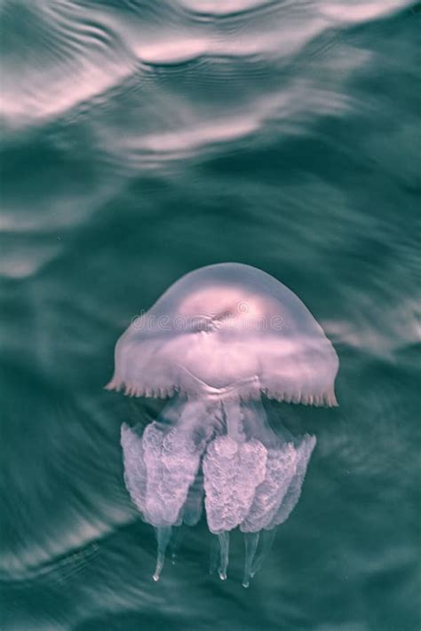 Jellyfish In The Black Sea 2 Stock Image Image Of Girl Close 239178085