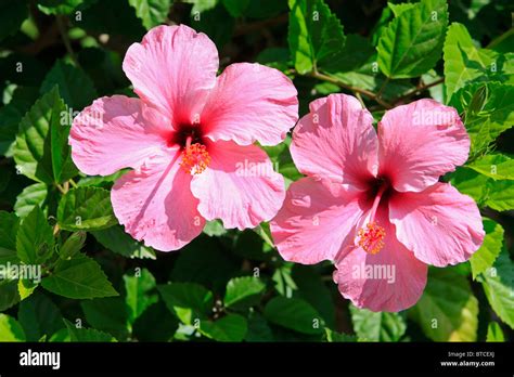 Pink Hibiscus Flowers In Nerja On The Costa Del Sol In The Province Of