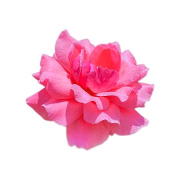 Pink Rose Flower Clipart Transparent PNG Hd Real Flower Picture Pink