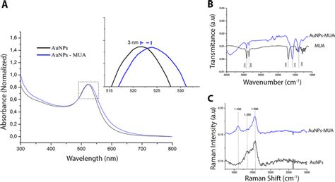 Normalized Uv Vis Absorption Spectroscopy Of Aunps In Black And Aunps