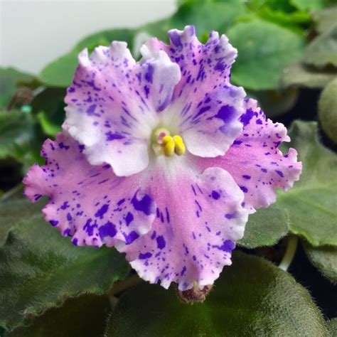 African Violet Database Plants