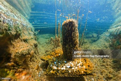 Underwater Pic Of The Gulu Guli Shankara Temples Underwater Shivalinga