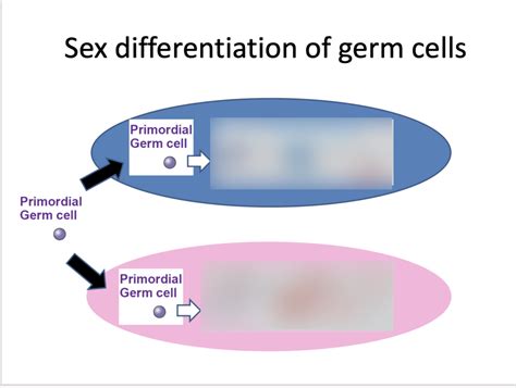 Sex Differentiation Of Germ Cells Diagram Quizlet