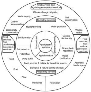 Agroforestry Systems » AgLED