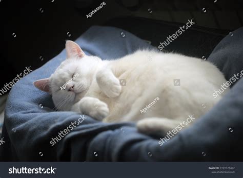 Fat cat sleeping Images, Stock Photos & Vectors | Shutterstock