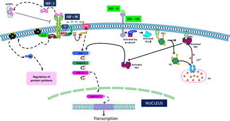 Regulation Of Insulin Like Growth Factor Igf Transport And Uptake By