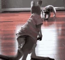 Anteater GIFs | Tenor