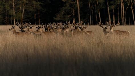 Un Gran Grupo De Ciervos Rojos Cervus Elaphus Con Astas Creciendo En