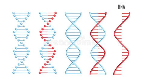 Medical Rna Stock Illustrations 6 129 Medical Rna Stock Illustrations