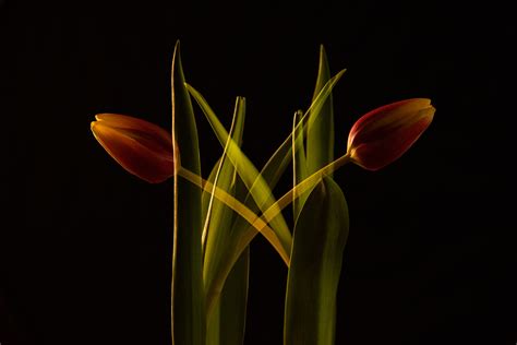 Tulips - 2023 :: Behance