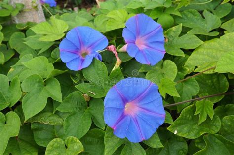 Ipomoea Purpurea Common Morning Glory Tall Morning Glory Or Purple