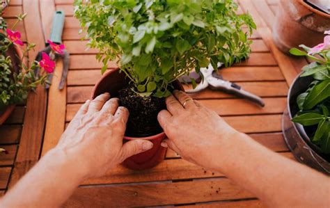 Rempoter ses plantes dintérieur Nos conseils Touchard Fleurs