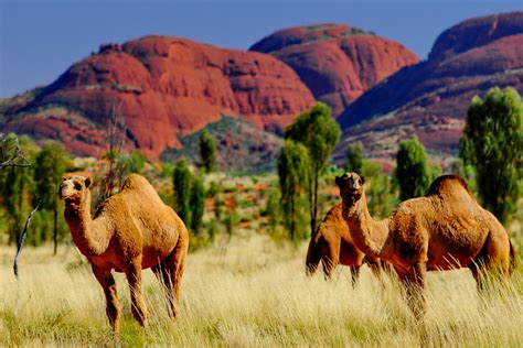 Walking Tour Around The Olga Mountains Kata Tjuta At Sunrise