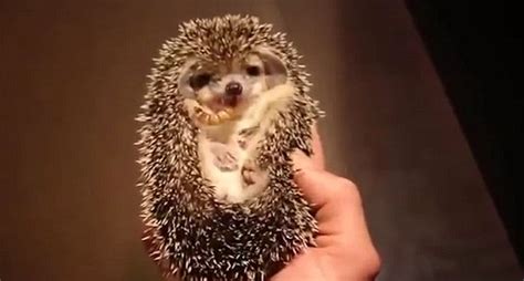 Adorable video shows baby hedgehog devour two mealworms | Daily Mail Online