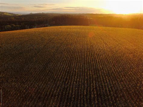 View On Plantation By Stocksy Contributor Rolfo Stocksy