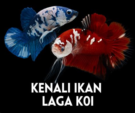 Ikan Laga Paling Cantik Dan Besar