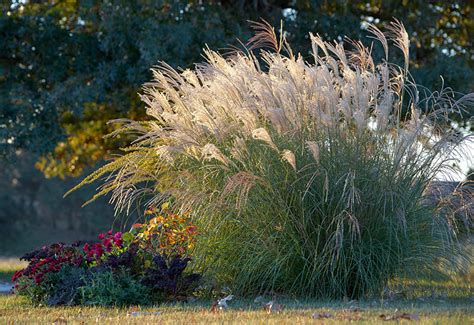 Zone 4 Perennial Ornamental Grasses / Check spelling or type a new query.