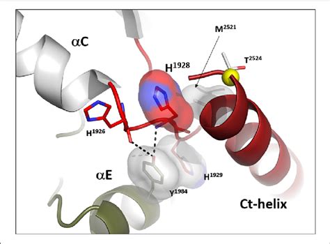 The C Loop In Lrrk Is An Interface Between The C Terminal Helix