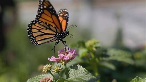 Minnesota Couple On Mission To Save Monarch Butterflies Boreal