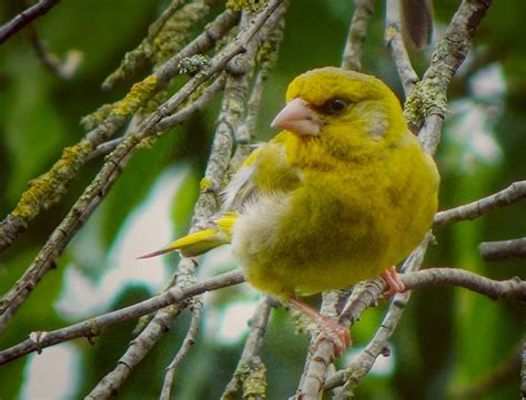 Greenfinch Birds Free Photo On Pixabay Pixabay