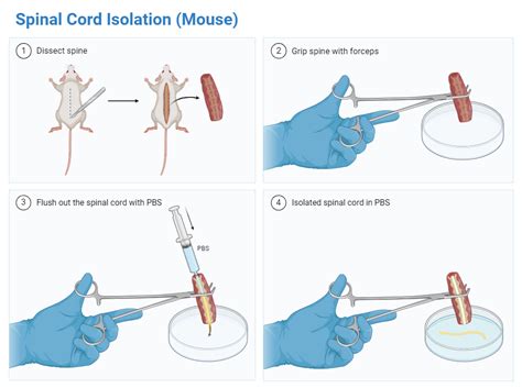 Mouse Spinal Cord Isolation Biorender Science Templates