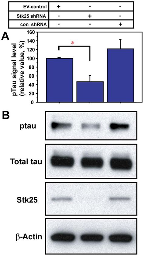 Stk Knockdown Reduces Tau Phosphorylation In Embryonic Neurons A