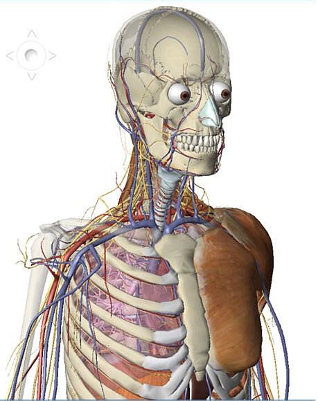 Human Anatomy Atlas Ios Saleshoreds