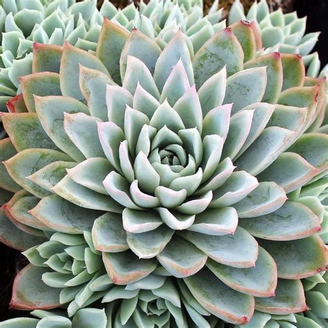 Echeveria Violet Queen Mountain Crest Gardens