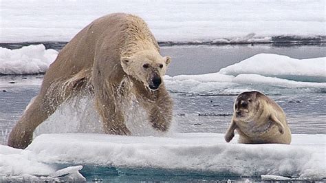 Impresionante Asalto De Un Oso Polar A Una Foca En Las Heladas Aguas